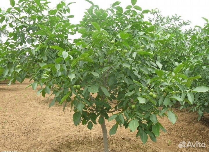 Грецкий орех