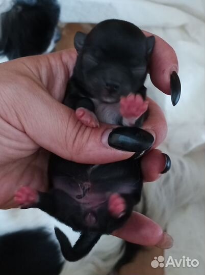 Чишки длиношерстные