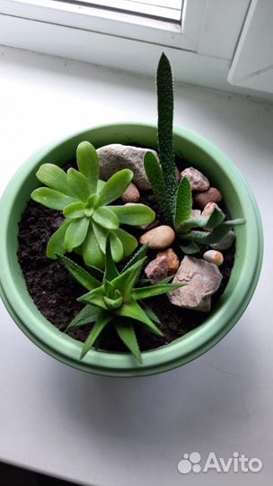 Суккуленты микс