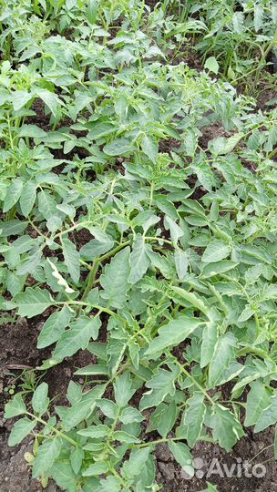 Рассада: помидоры, перцы