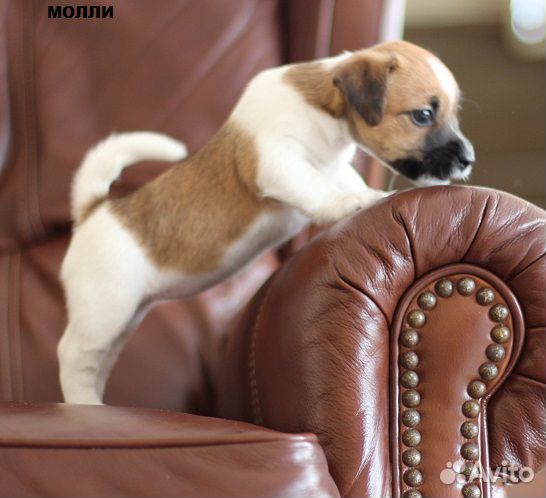 Помощь владельцам собак