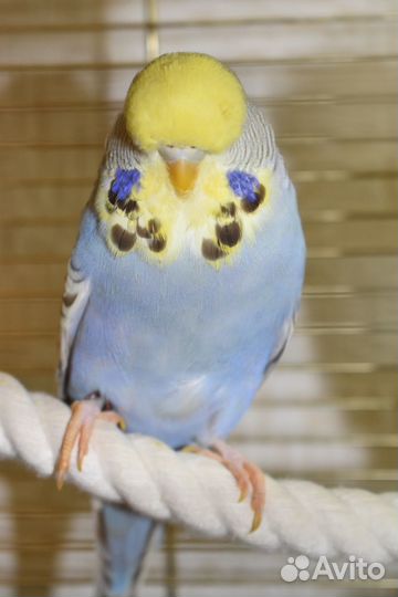 Выставочный волнистый попугай (ввп) Чех