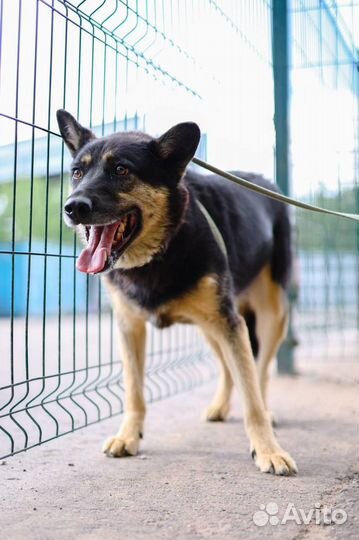 Собака Ричард в поисках дома