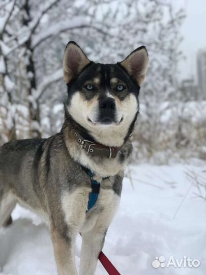 Алиса в добрые руки