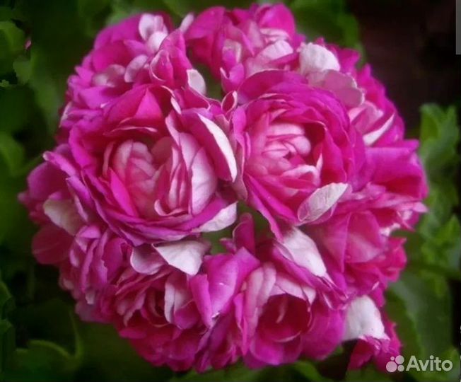 Пеларгонии сортовые, герань