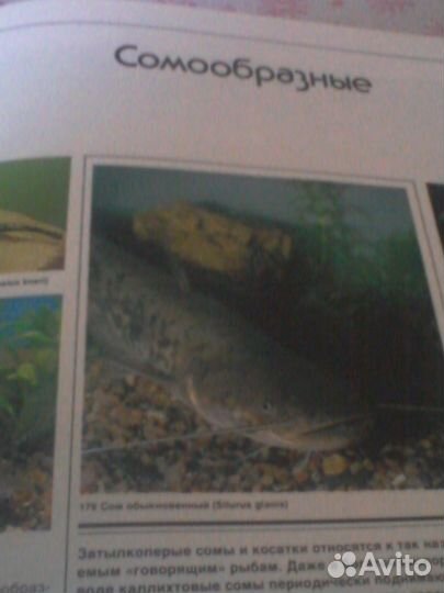 Книга про аквариумных рыбок
