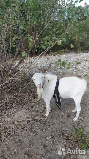 Козел-ламанча для вязки