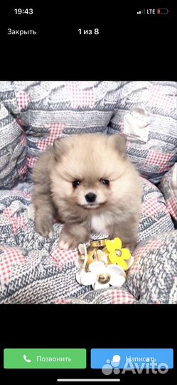 Вязка кобель 2,5г