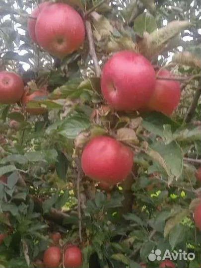 Яблоки оптом