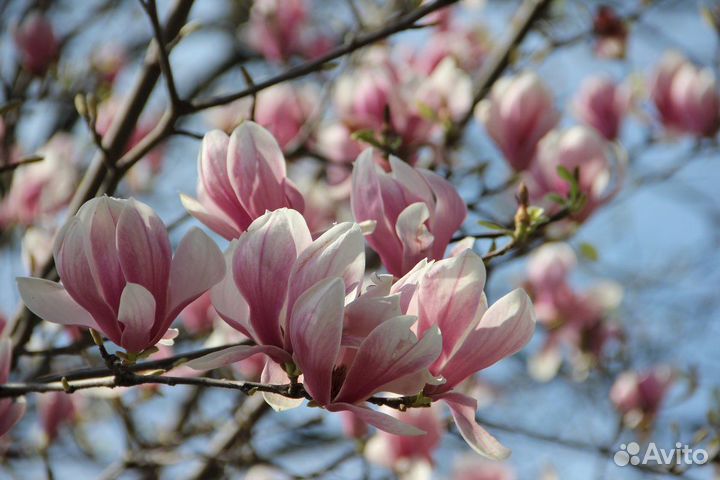 Магнолия Soulangeana