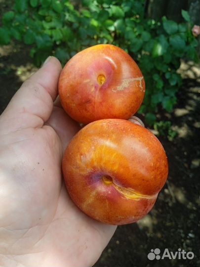 Саженцы плодовых деревьев