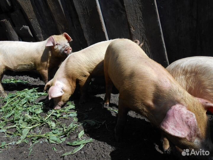 Поросята