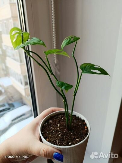 Манстера манки