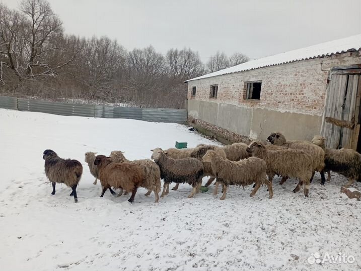 Овцы бараны ягнята
