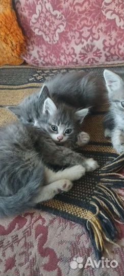 Кошка в дар бесплатно