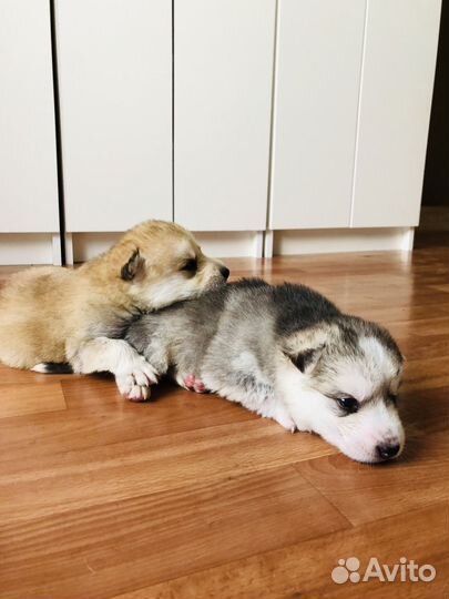 Щенки сибирской хаски