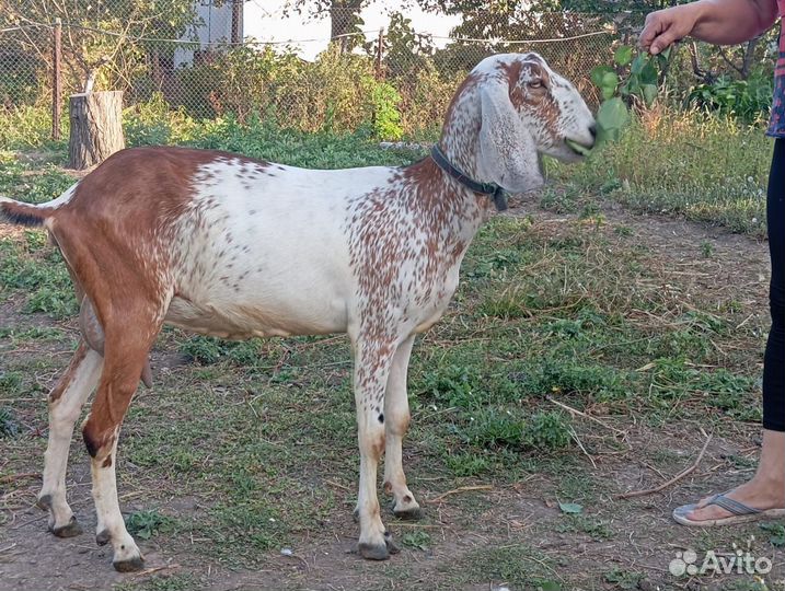 Продаются нубийские козы