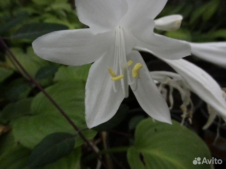 Саженцы (корневища) многолетних цветов