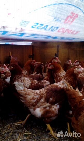 Куры несушки