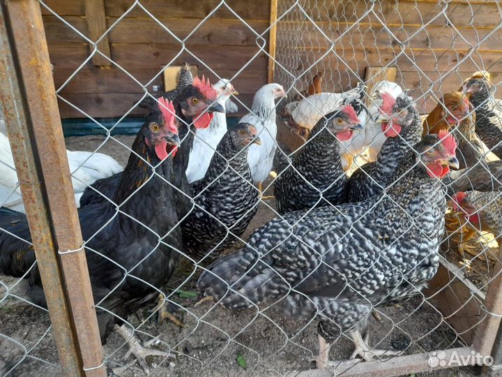 Куры и петухи доминант