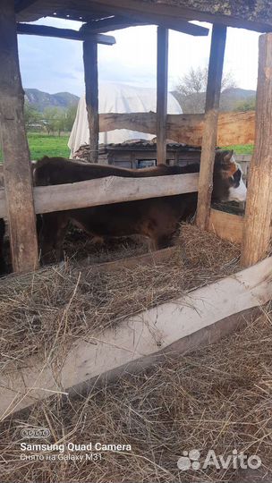 Домашние животные