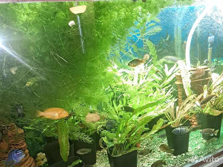 Растения для аквариума роголистник