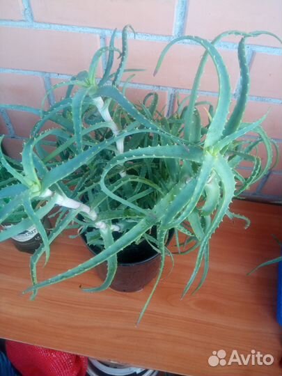 Алоэ столетник