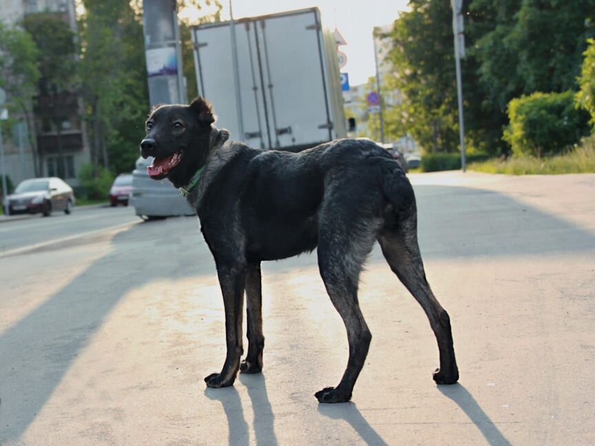 В дар чудо-собака