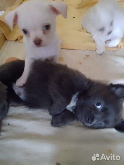 Щенки чихуахуа