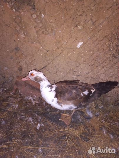 Продам индоуток