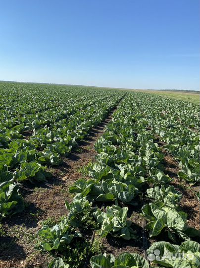 Капуста оптом от производителя