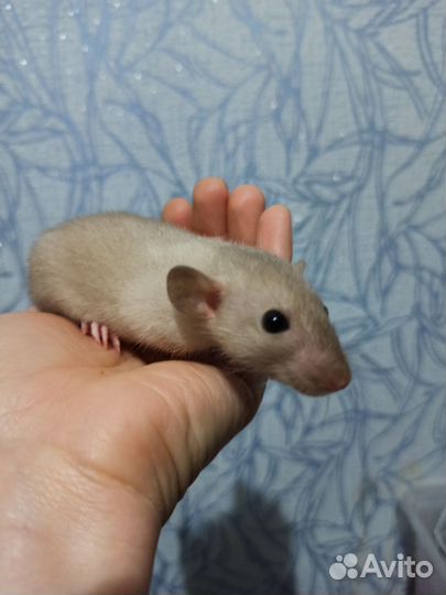 Крысята дамбо