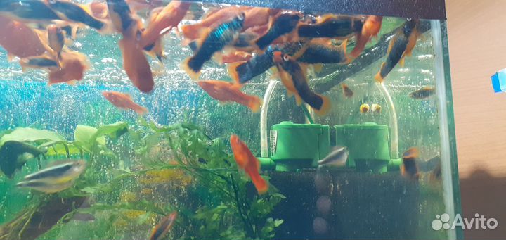 Аквариумные рыбки