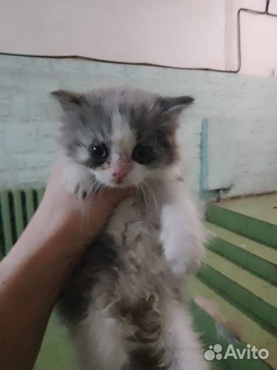 Малышка ищет дом