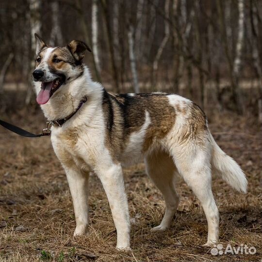 Рокси. Самая любвеобильная собака приюта