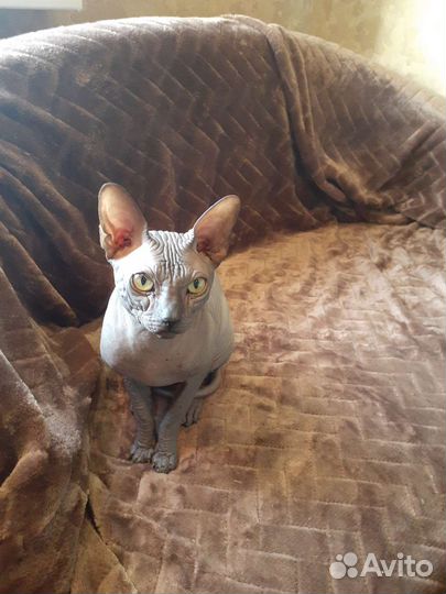 Канадский сфинкс вязка