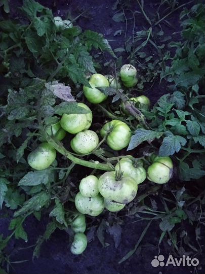 Гном томатный.Более 40 сортов.12 семян за 40 р