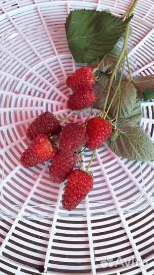 Саженцы малины и ежевики