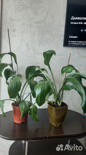 Эухарис амазонская лилия