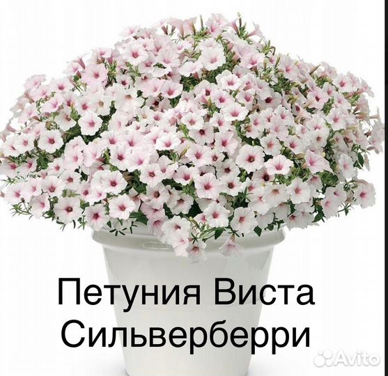 Петунии - гиганты: сортосерия Виста