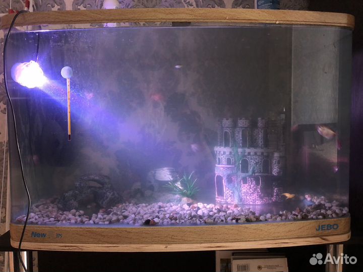 Аквариум и аквариумные рыбки