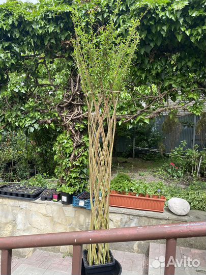 Русская Пальма