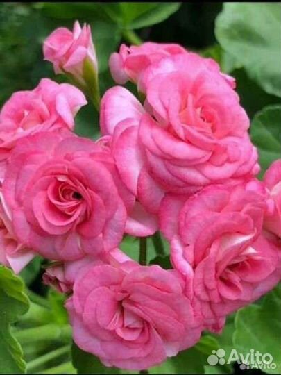 Пеларгония Античная роза