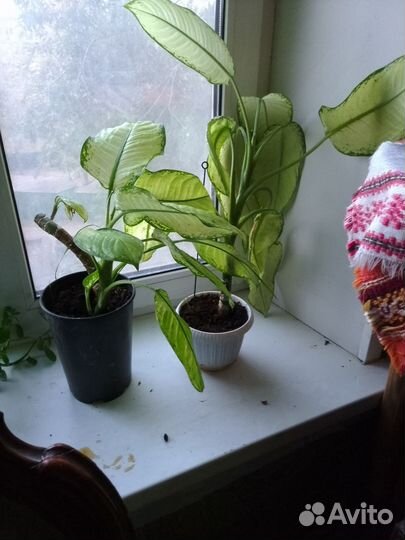 Диффенбахия декоративная со светлыми листьями