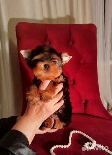 Кукольные малыши