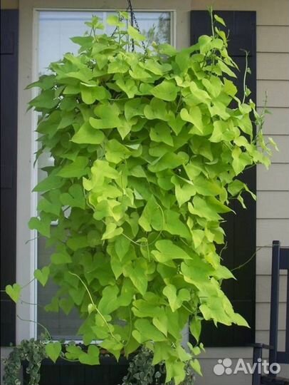 Ипомея батат