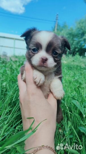 Щенки чихуахуа