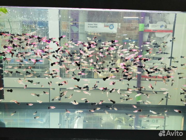 Аквариумная рыба оптом