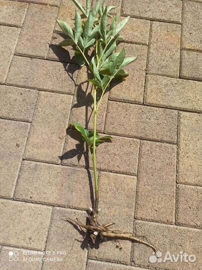 Пион Сорбет