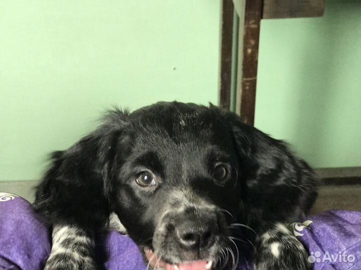 Бретонский эпаньоль